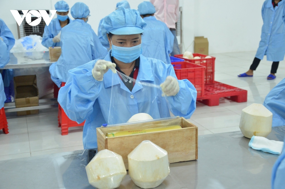 vietnam ready for official coconut exports to chinese market picture 1