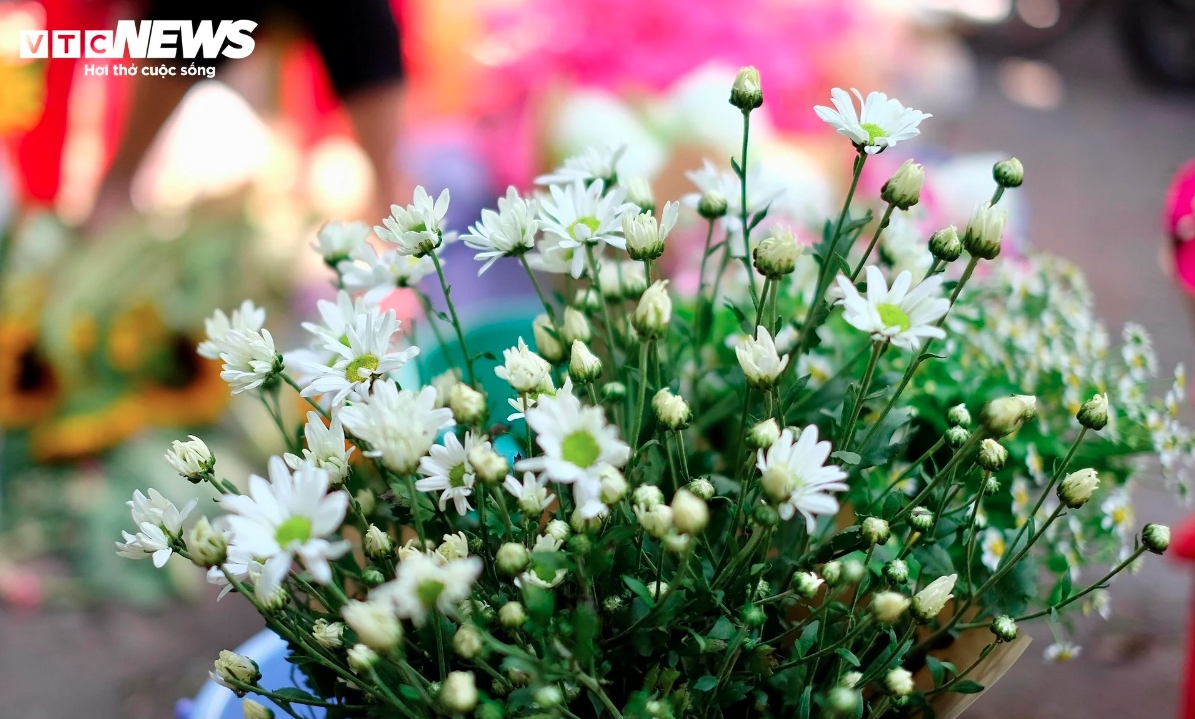 hanoi streets dotted with daisies as winter approaches picture 1