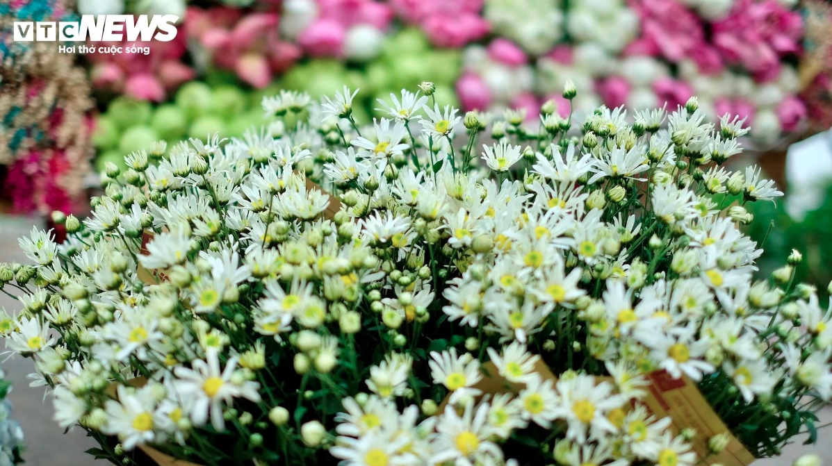 hanoi streets dotted with daisies as winter approaches picture 2