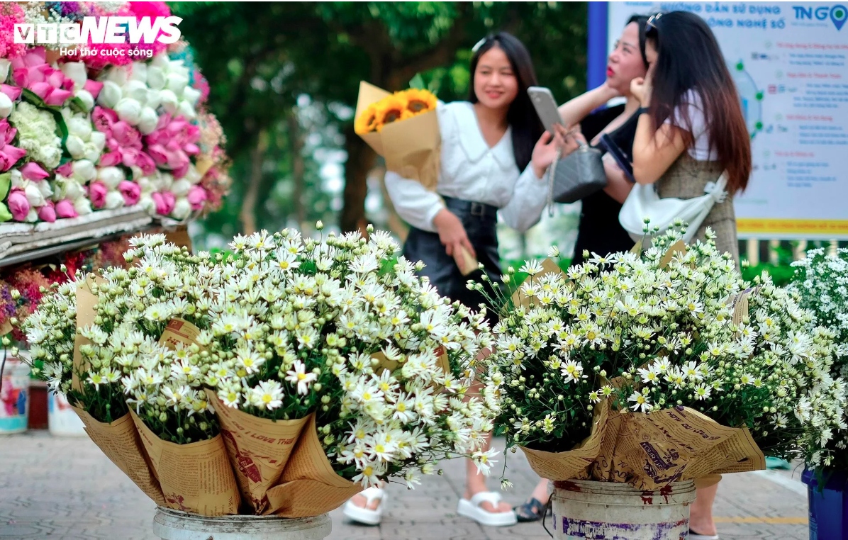 hanoi streets dotted with daisies as winter approaches picture 4