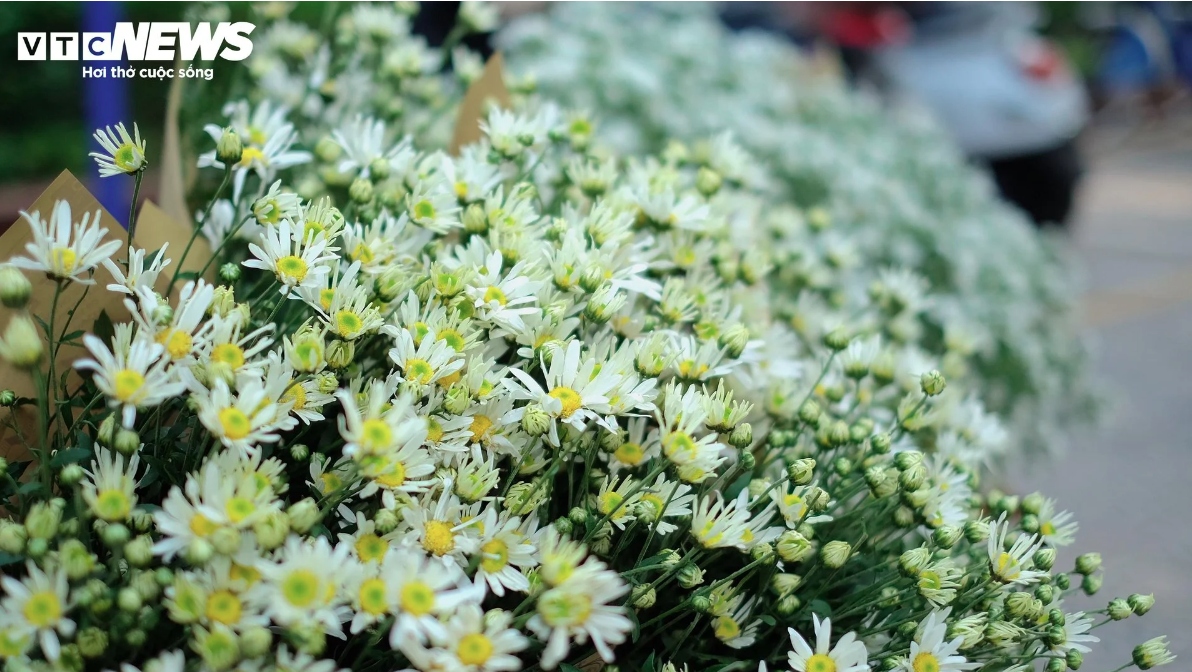 hanoi streets dotted with daisies as winter approaches picture 5