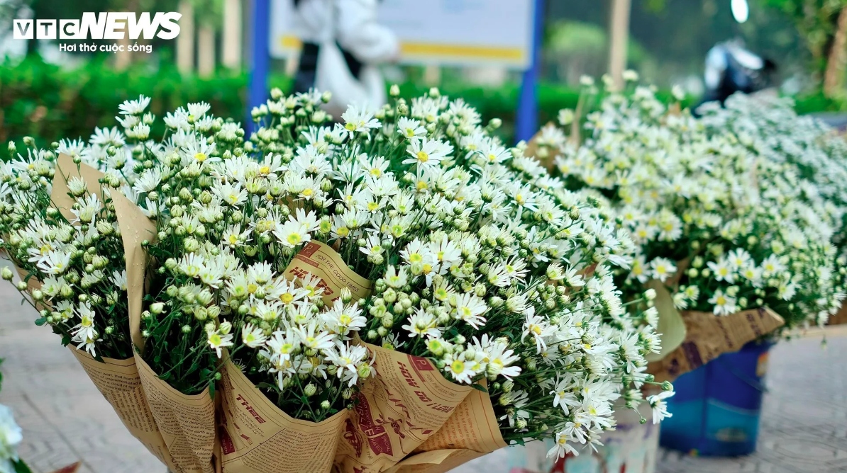 hanoi streets dotted with daisies as winter approaches picture 7