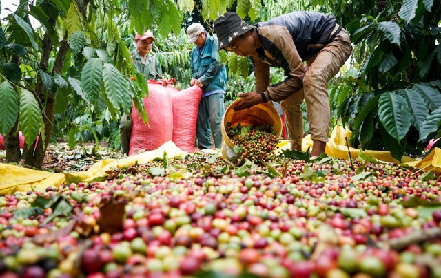 Giá cà phê hôm nay 2/10: Cà phê Robusta, Arabica đồng loạt giảm