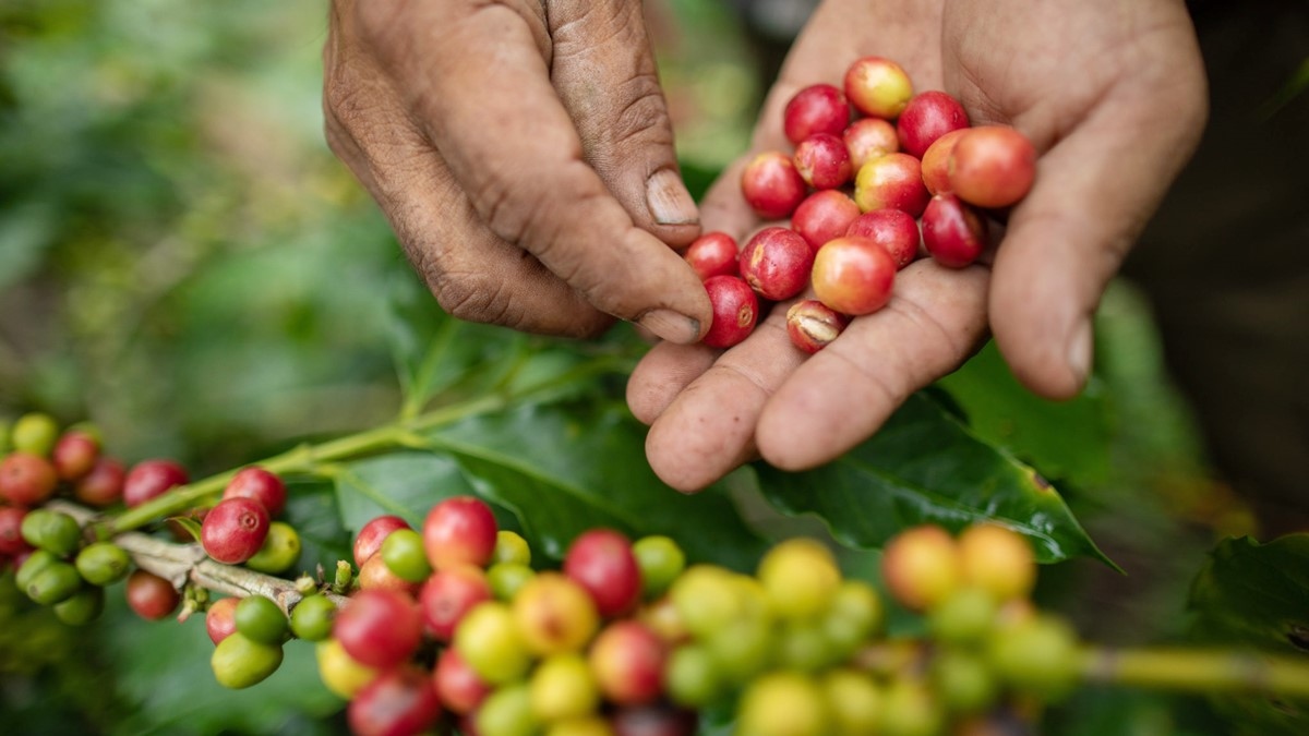 Giá cà phê hôm nay 8/10: Giá cà phê Robusta giảm, Arabica tăng nhẹ