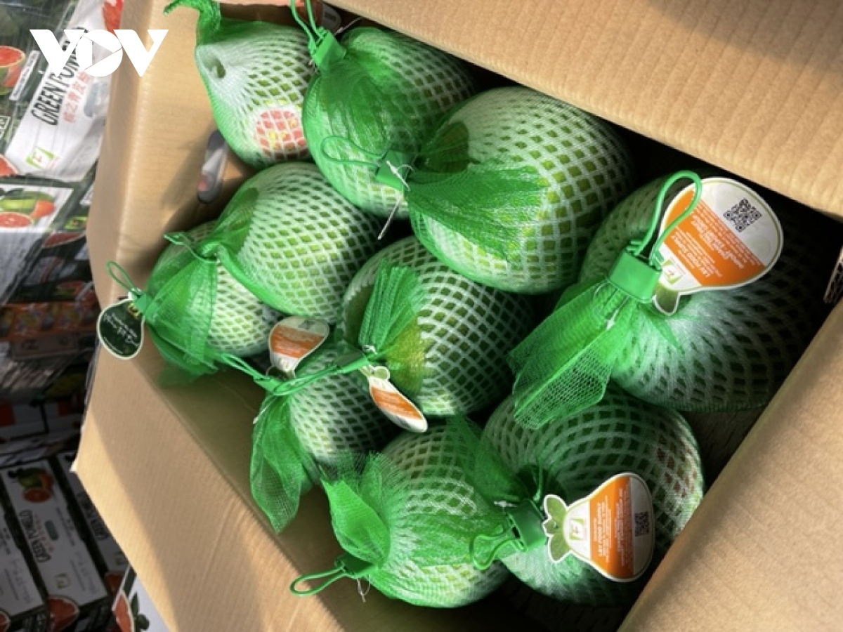 vietnamese grapefruit exports skyrocket picture 1