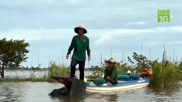 Bội thu mùa lũ tại vùng đầu nguồn An Giang