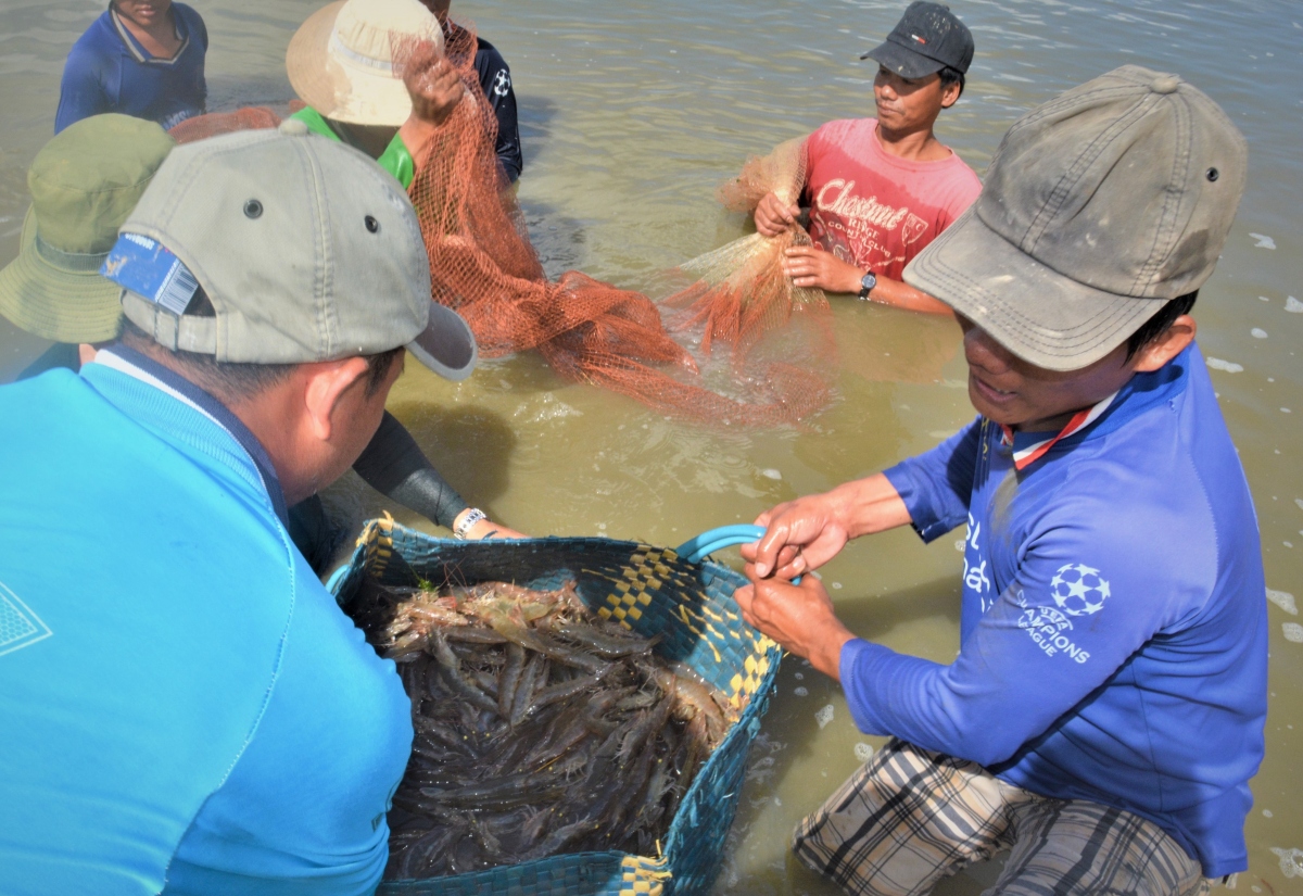 ca mau to chuc le hoi tom vao giua thang 12 hinh anh 1