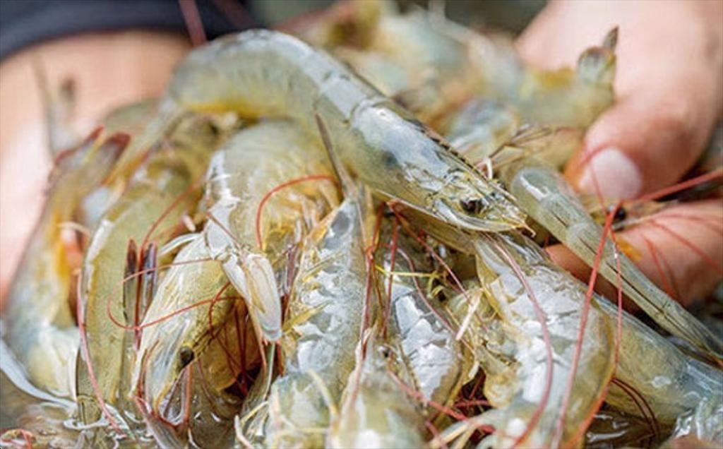 vietshrimp 2024 slated for march in ca mau picture 1