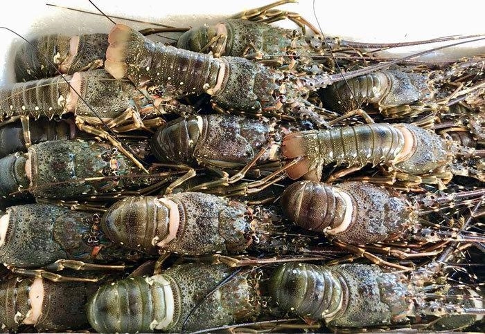 China remains largest consumer of Vietnamese lobster