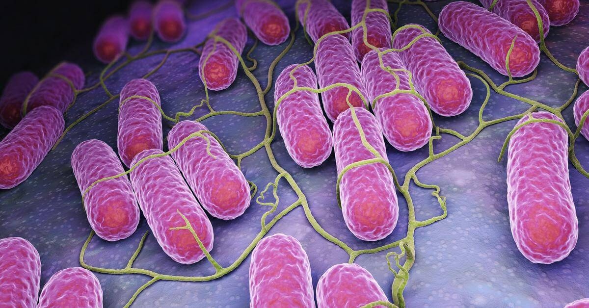 dau hieu nhan biet khi nhiem vi khuan salmonella hinh anh 1