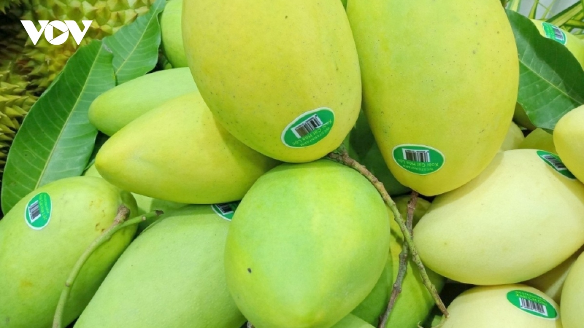 vietnam is third largest supplier of mango to rok picture 1