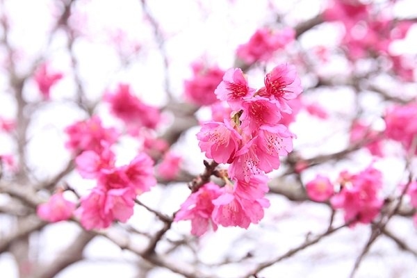 dien bien cherry blossom festival to mark vietnam-japan ties picture 1