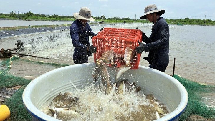 nguoi nuoi ca chem lo nang vi gia ban giam manh hinh anh 1