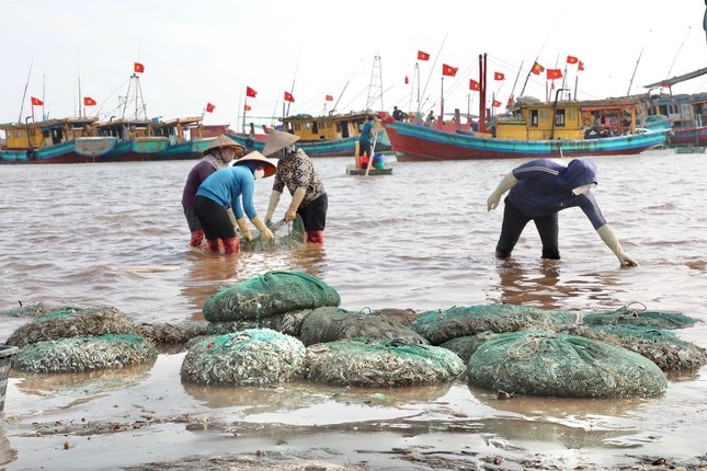 thương lái tấp nập mua bán ở chợ cá giao hải, nam Định từ sáng tinh mơ hình ảnh 3 thuong lai tap nap mua ban o cho ca giao hai, nam Dinh tu sang tinh mo hinh anh 3