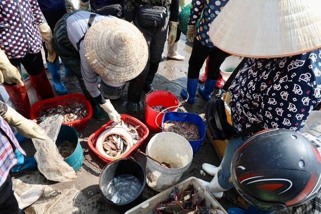 thương lái tấp nập mua bán ở chợ cá giao hải, nam Định từ sáng tinh mơ hình ảnh 4 thuong lai tap nap mua ban o cho ca giao hai, nam Dinh tu sang tinh mo hinh anh 4