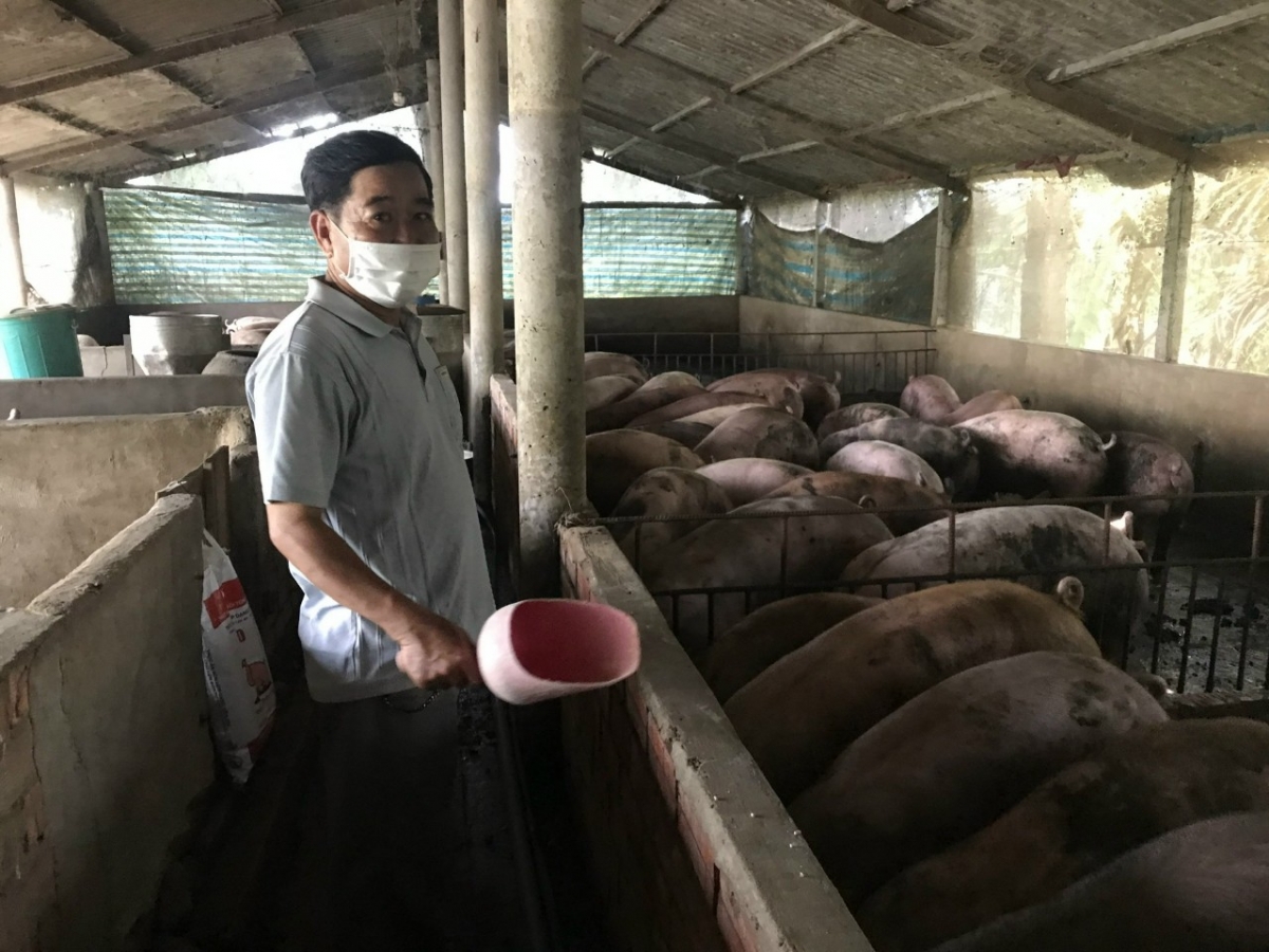 Các địa phương khẩn trương tái đàn vật nuôi sau mưa bão