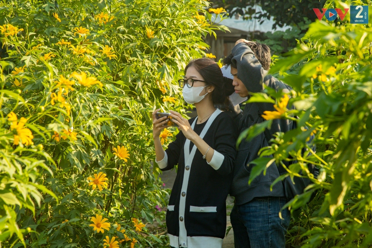 ngam hoa da quy khoe sac ruc ro giua long ha noi hinh anh 9