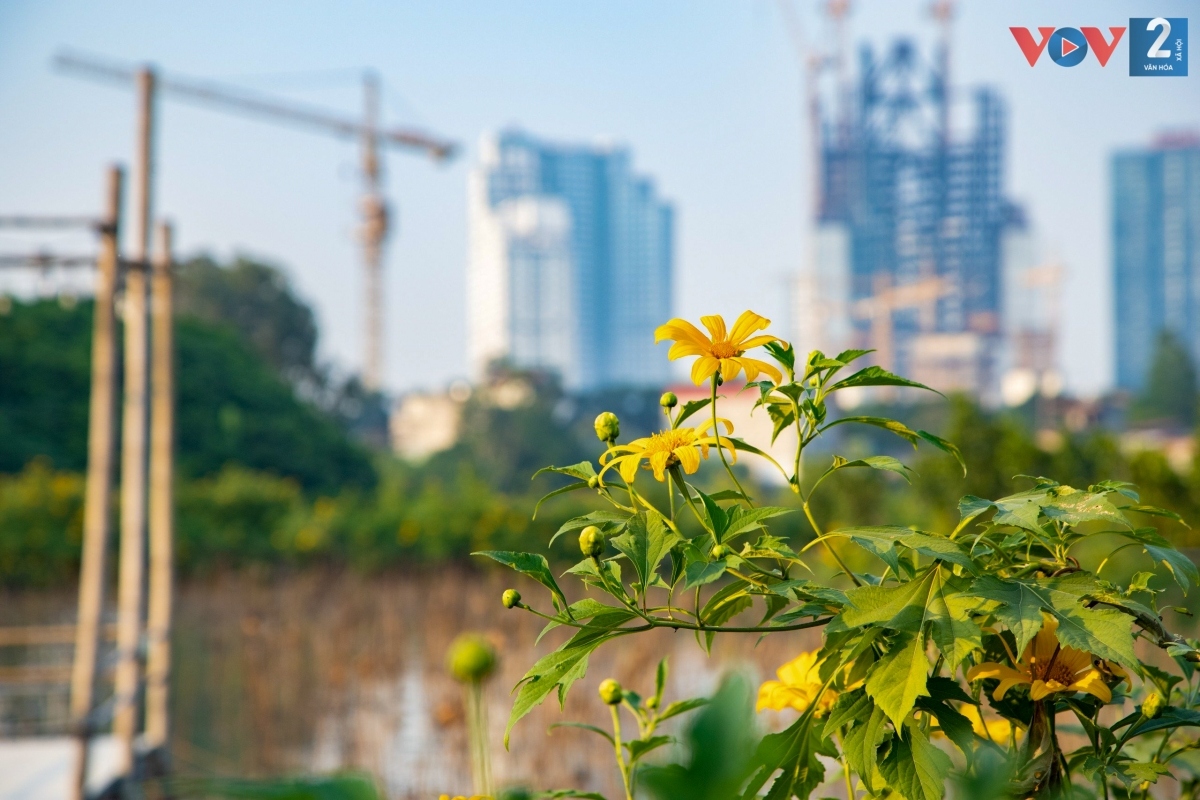 ngam hoa da quy khoe sac ruc ro giua long ha noi hinh anh 1