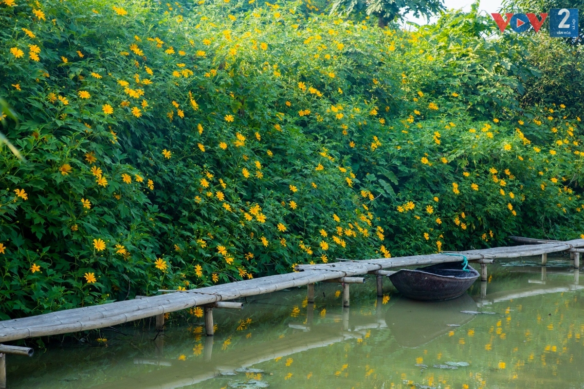 ngam hoa da quy khoe sac ruc ro giua long ha noi hinh anh 11