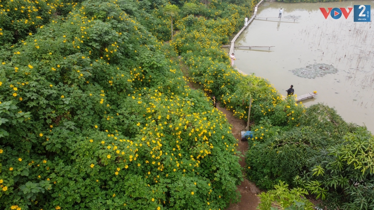 ngam hoa da quy khoe sac ruc ro giua long ha noi hinh anh 3