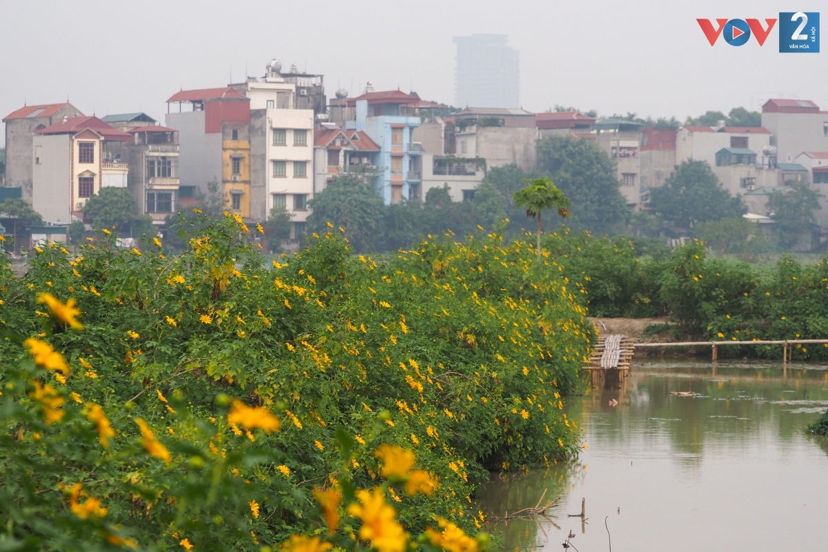 ngam hoa da quy khoe sac ruc ro giua long ha noi hinh anh 13