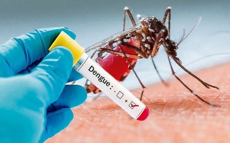 hanoi records sharp rise in dengue fever cases picture 1