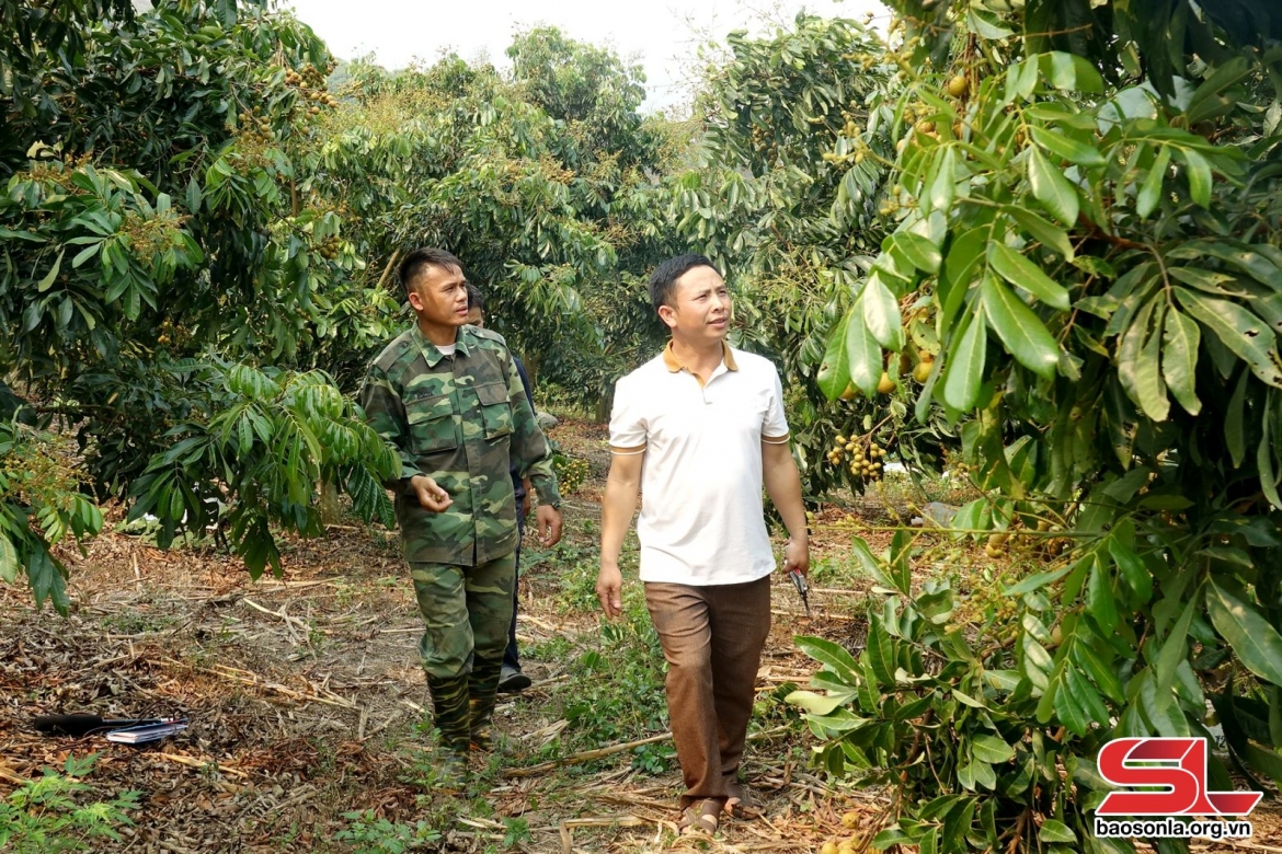 nong dan son la rai vu cay an qua hinh anh 1