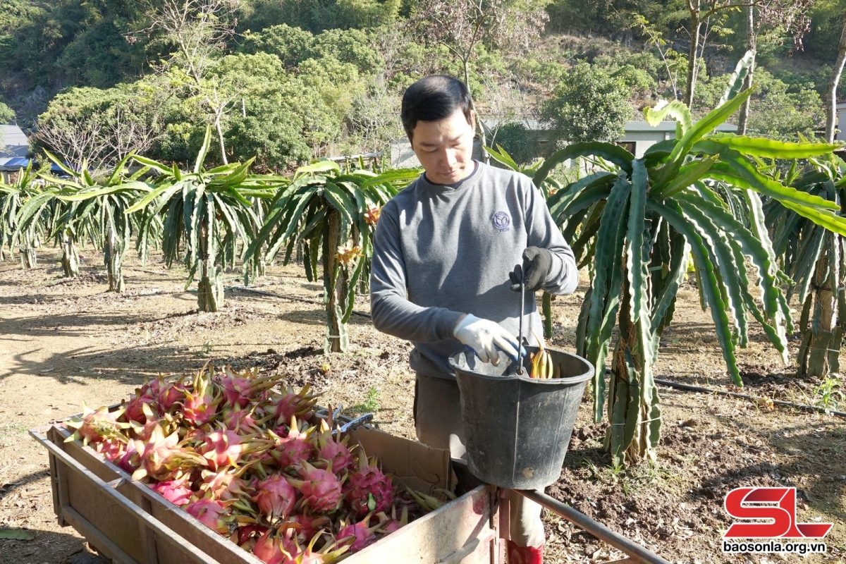 Nông dân Sơn La rải vụ cây ăn quả