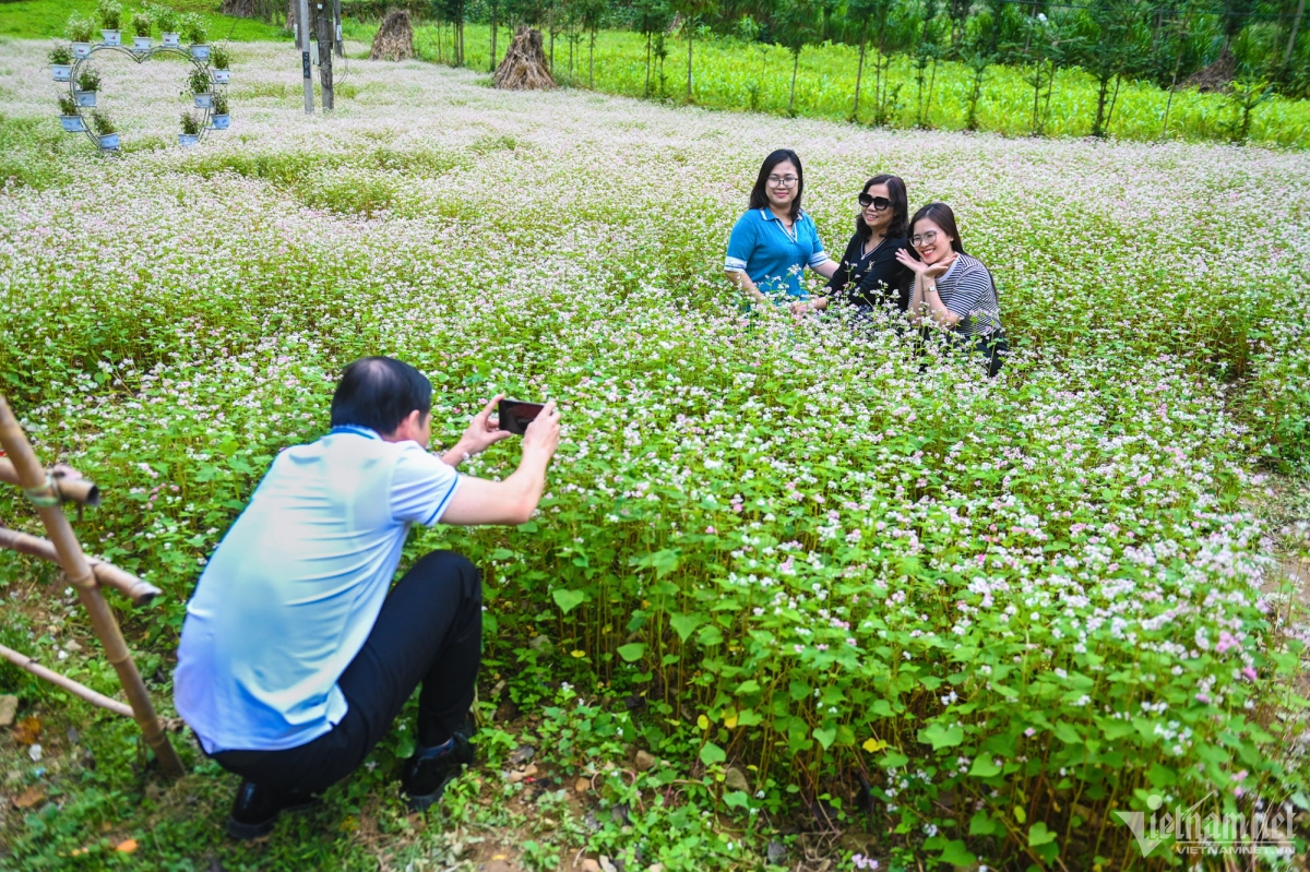 buckwheat flowers attract visitors to ha giang karst plateau picture 1