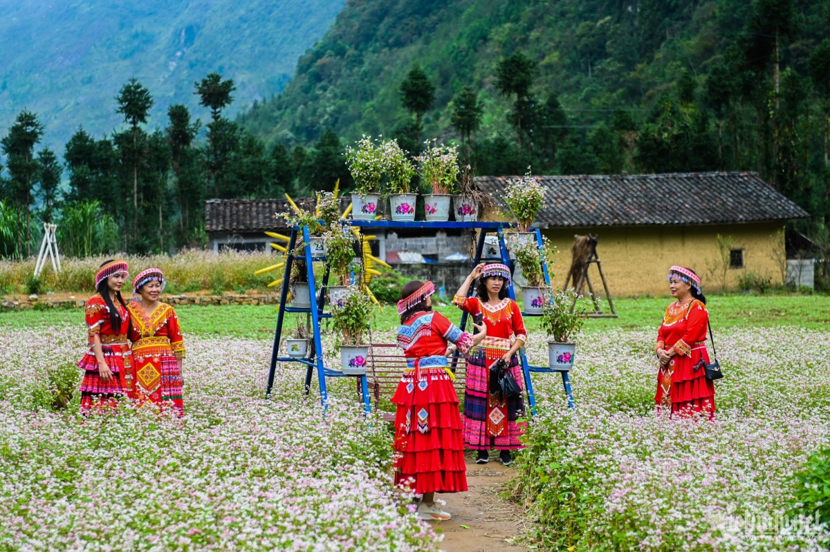 buckwheat flowers attract visitors to ha giang karst plateau picture 3