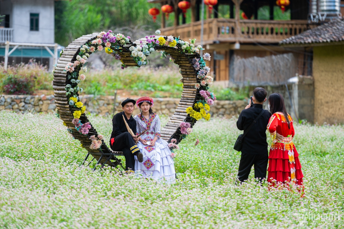 buckwheat flowers attract visitors to ha giang karst plateau picture 4