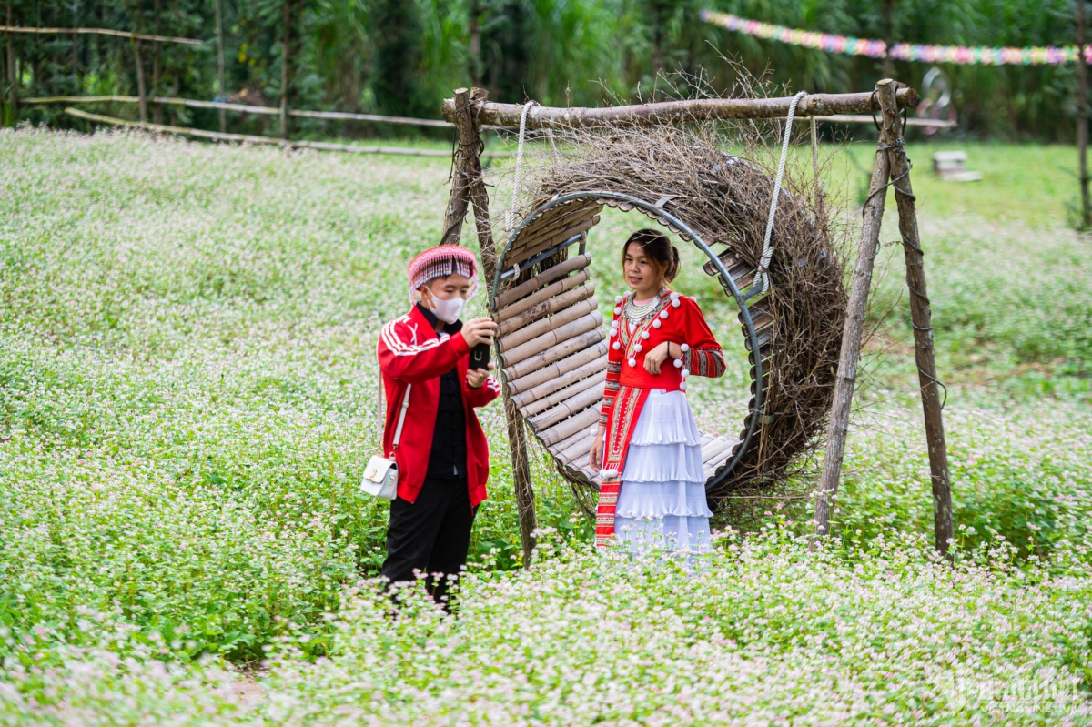 buckwheat flowers attract visitors to ha giang karst plateau picture 8