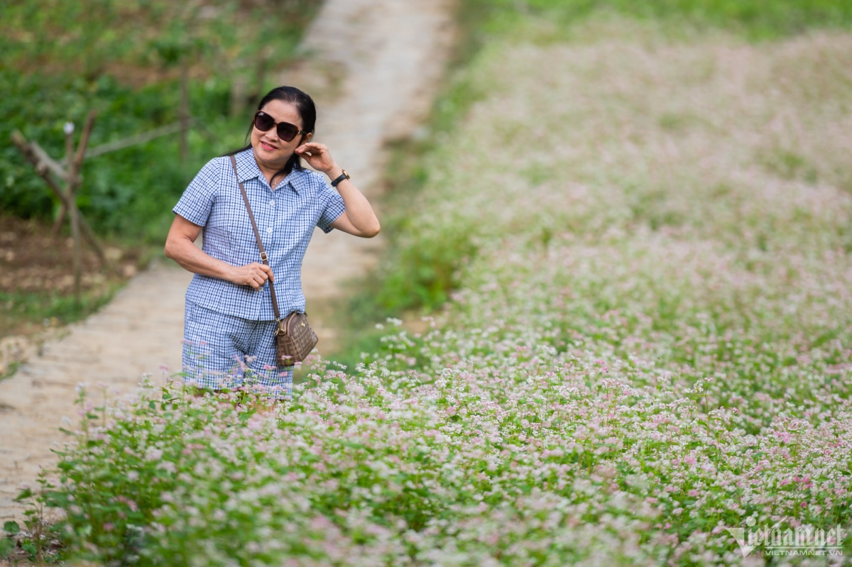 buckwheat flowers attract visitors to ha giang karst plateau picture 9