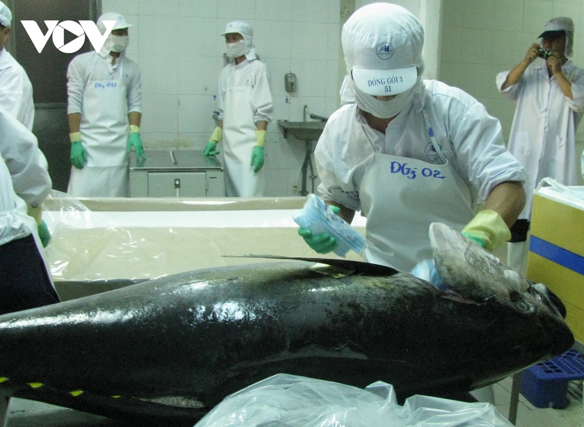 italy is vietnam s largest consumer of tuna in european union picture 1