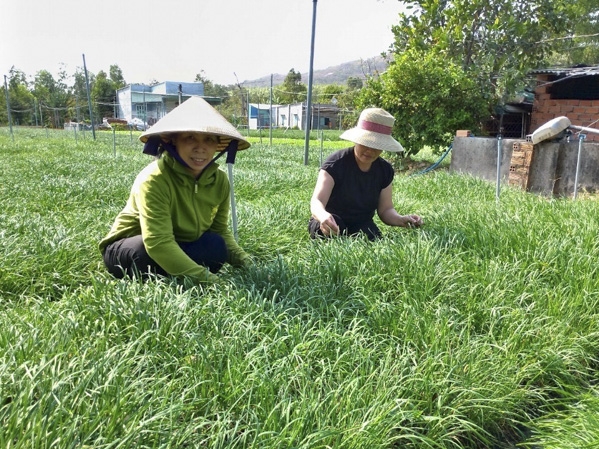 Loại rau trồng 1 lần bán 10 năm
