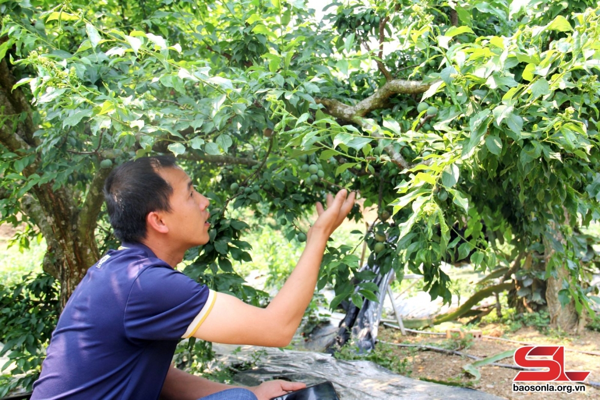 nong dan son la rai vu cay an qua hinh anh 3