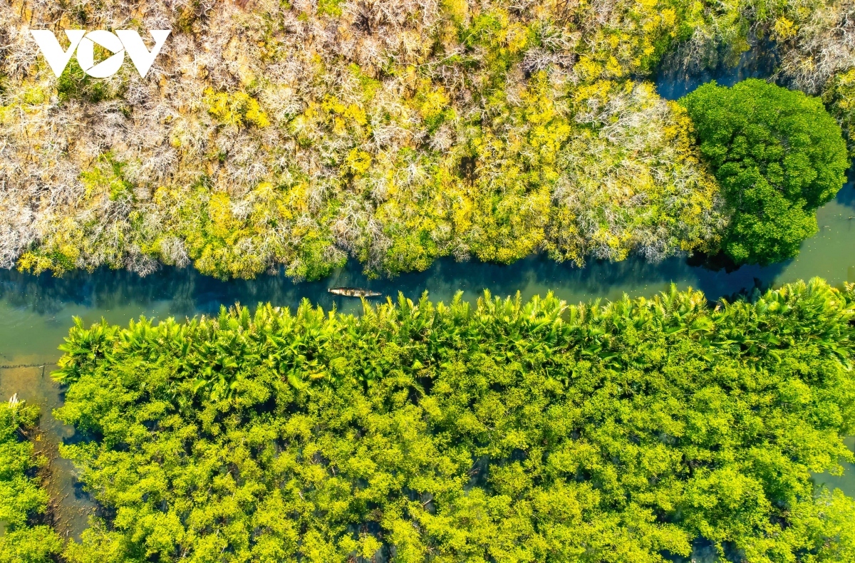 fall foliage in ru cha mangrove forest picture 2