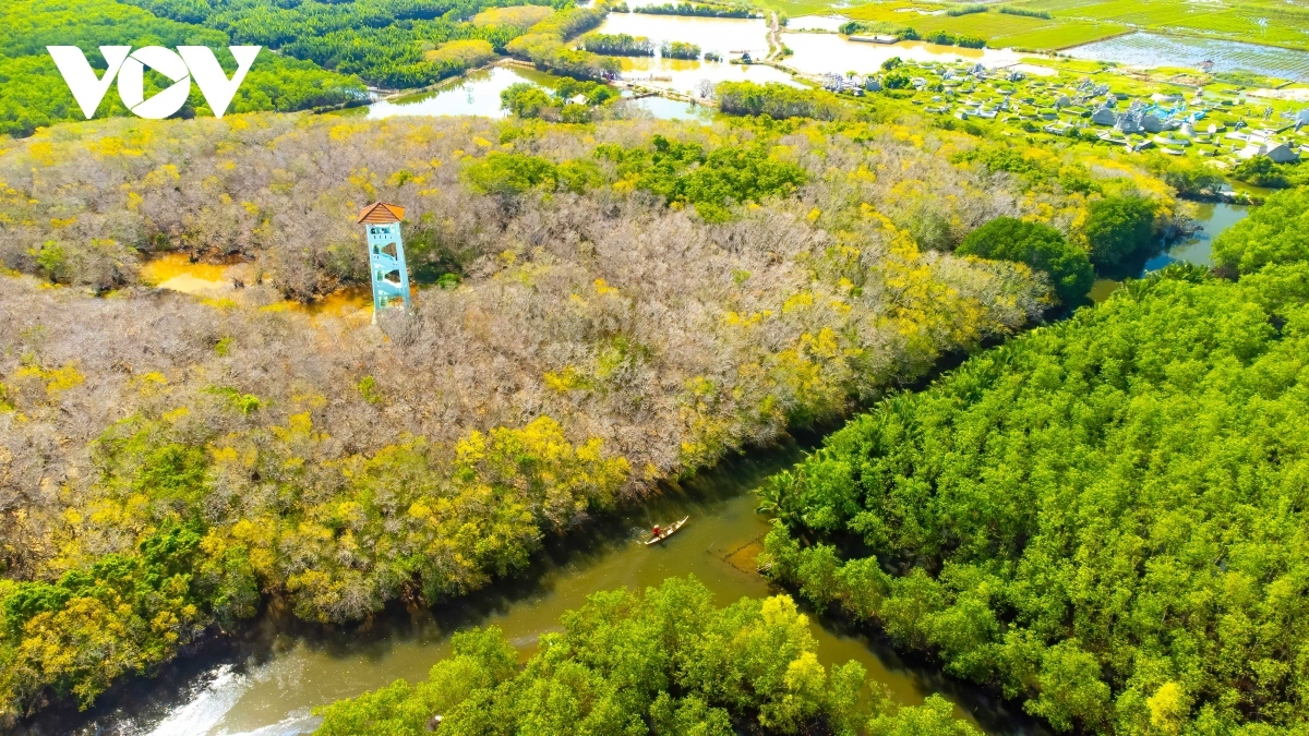 fall foliage in ru cha mangrove forest picture 5