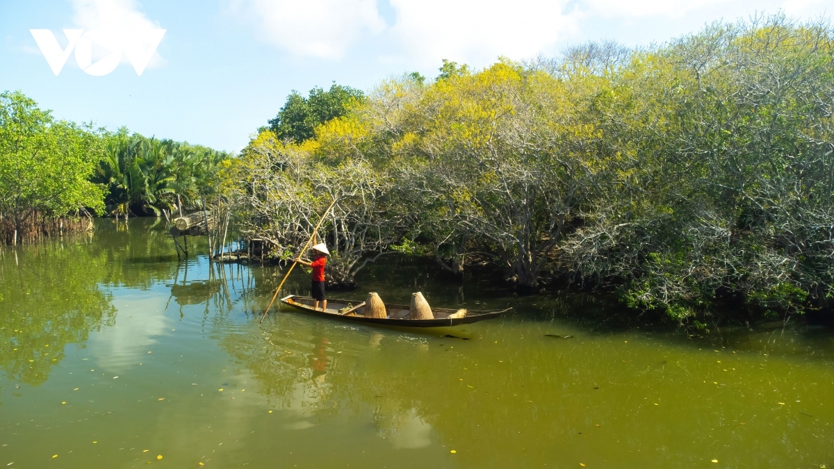 fall foliage in ru cha mangrove forest picture 6