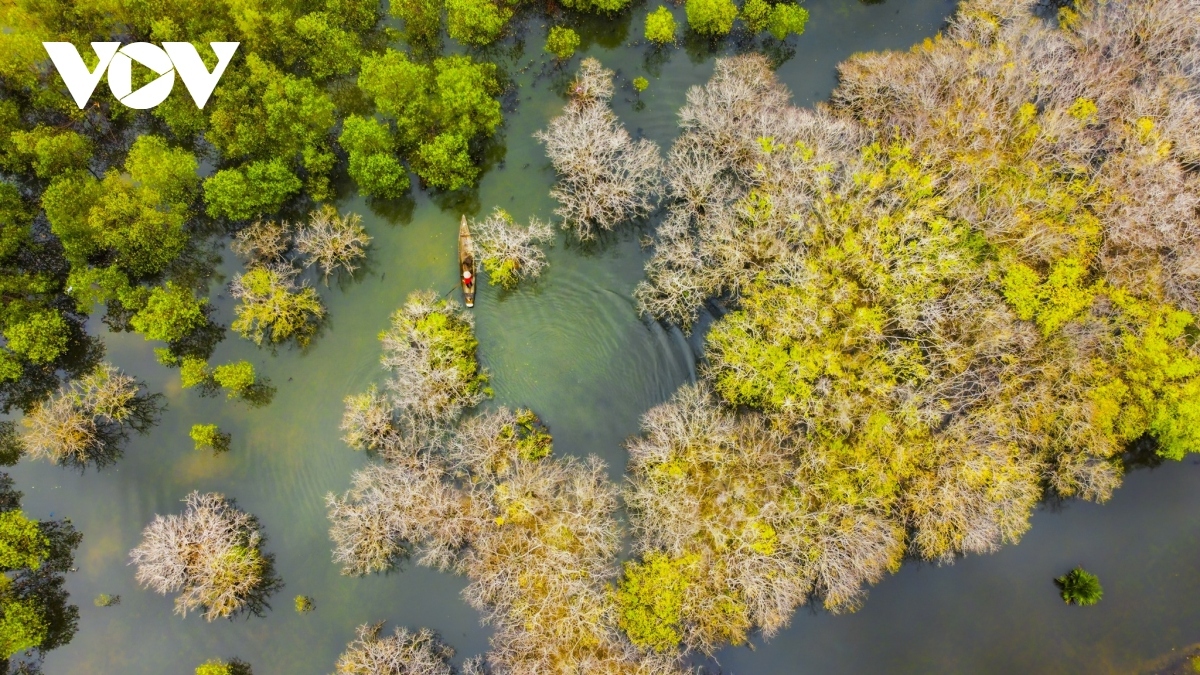 fall foliage in ru cha mangrove forest picture 9
