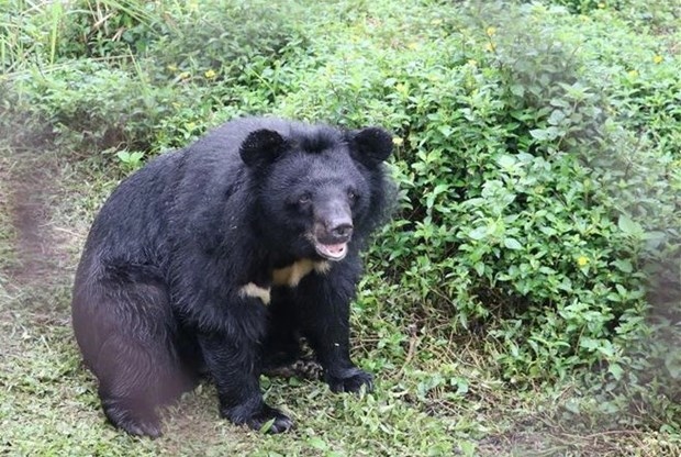 national park inaugurates bear rescue centre picture 1