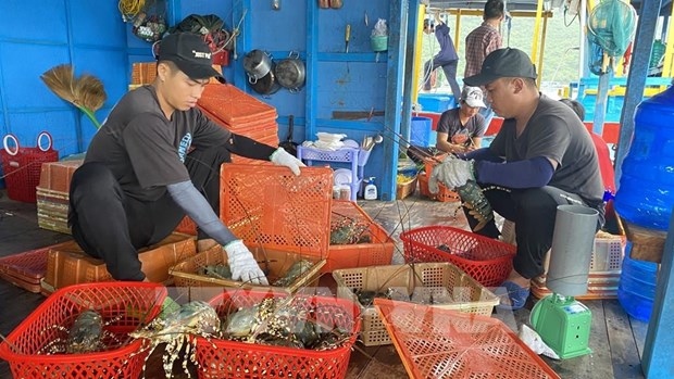 vietnam exports shrimp to 100 countries, territories authority picture 1