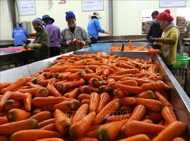vietnam s vegetable export to surpass us 1 bln by 2030 picture 1