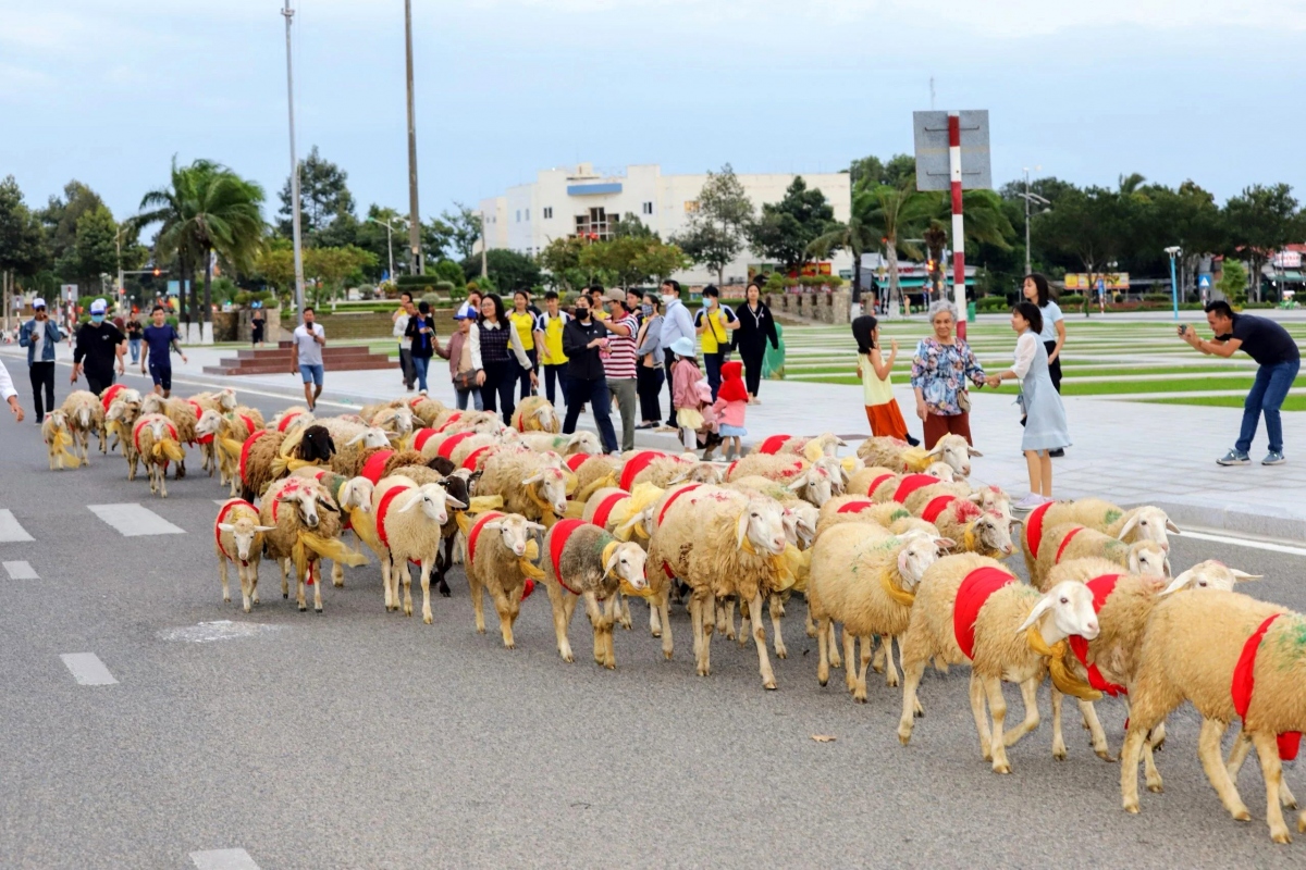 When sheep wearing bow ties ‘strut their catwalk’ in Vietnam