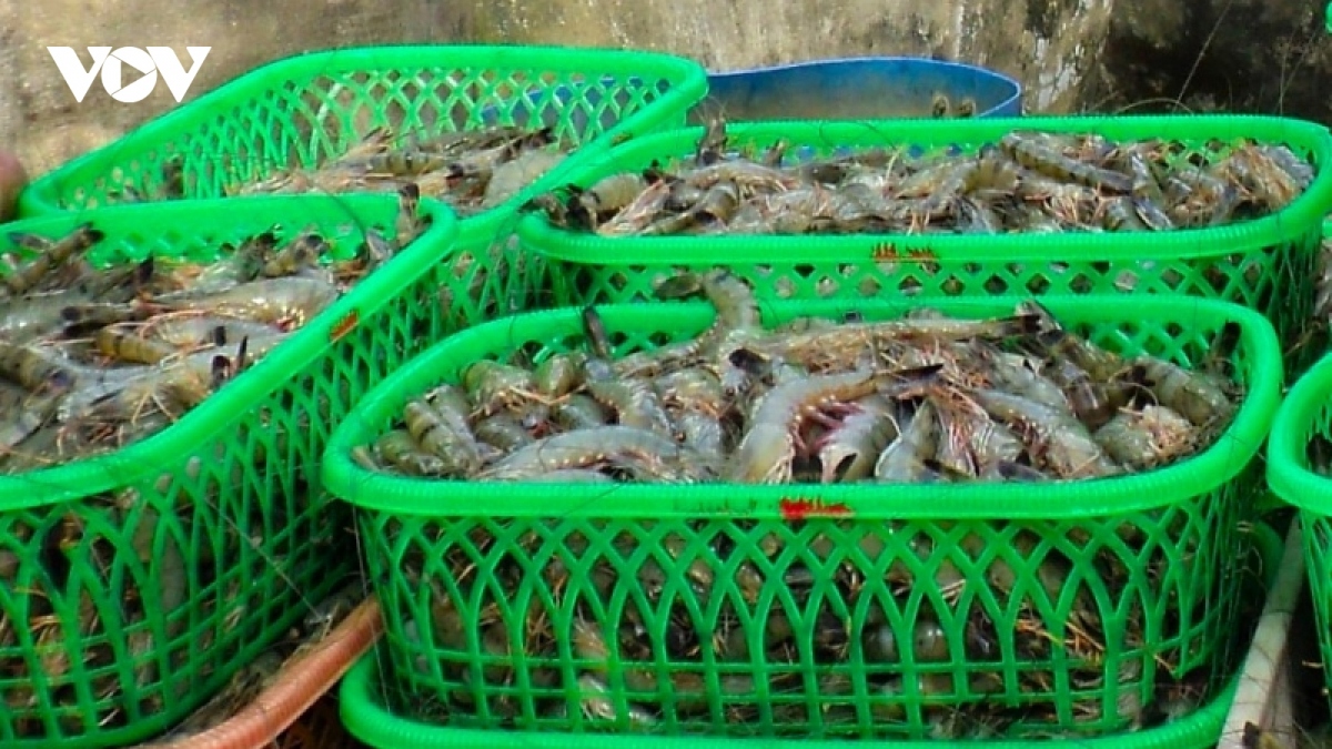 us launches probe into anti-subsidy of frozen warm water shrimp from vietnam picture 1