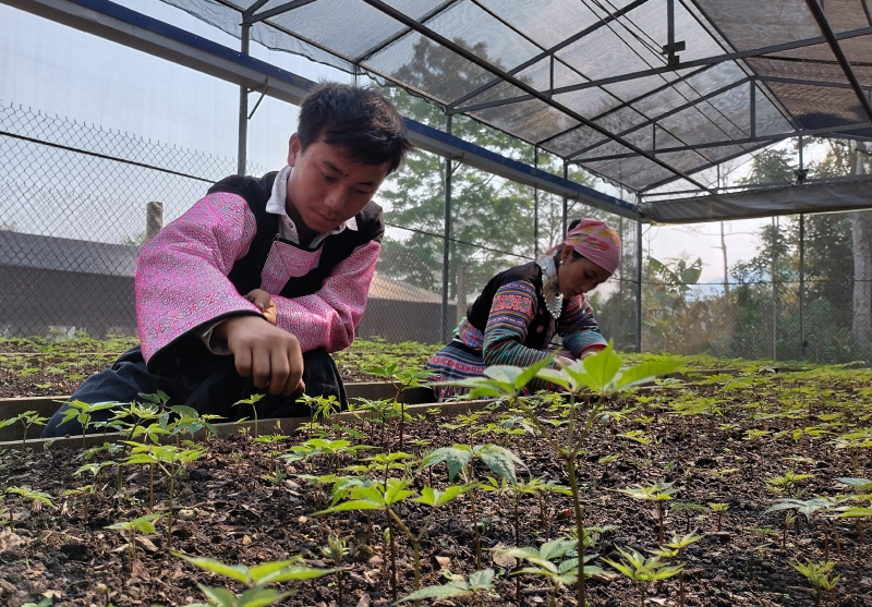 Sâm Ngọc Linh trên đất Sơn La - Từ Quốc bảo trở thành sinh kế