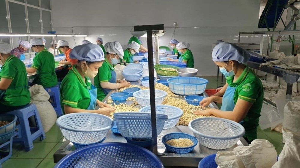 vietnam spends over us 3 billion on unprocessed cashew nut imports picture 1