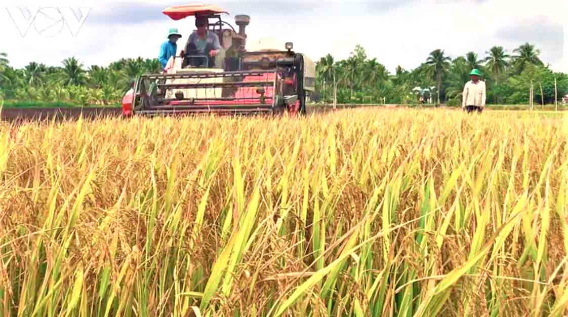 first international rice festival to be held in vietnam this december picture 1