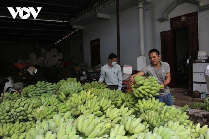 vietnam becomes china s second largest banana exporter picture 1