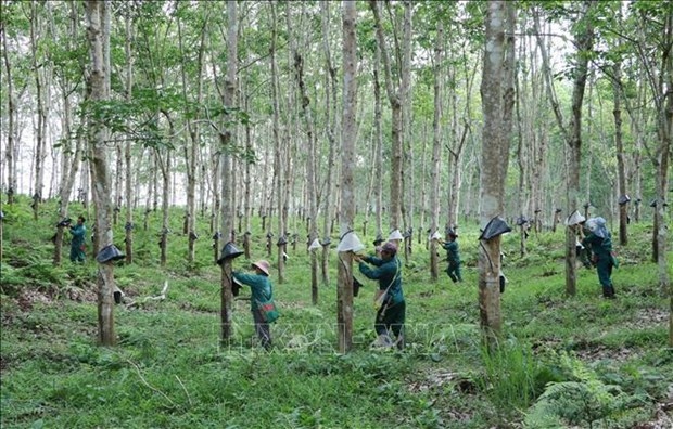 over 20 firms recognised as vietnam rubber brands picture 1